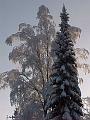 We are alike, trees